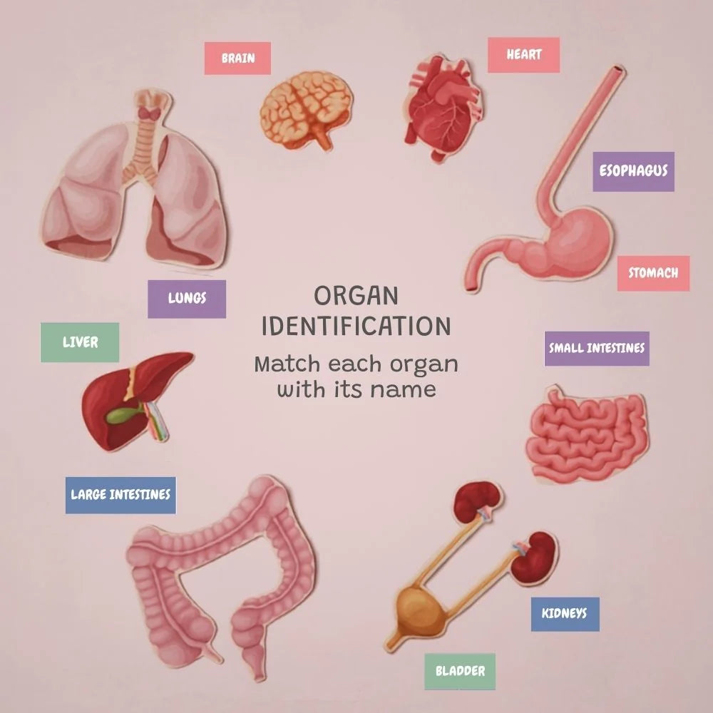 Curious Doctor- Organ and Surgery Kit